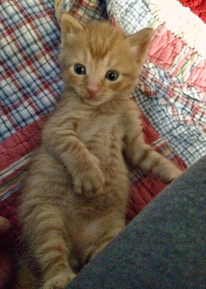  Cute Kitten