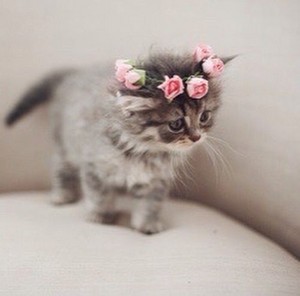  Cute kitten