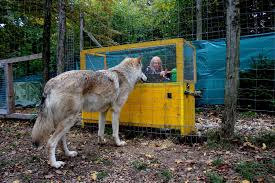  Human Interaction With Wolves