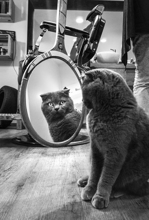  Mirror, Mirror On The pader