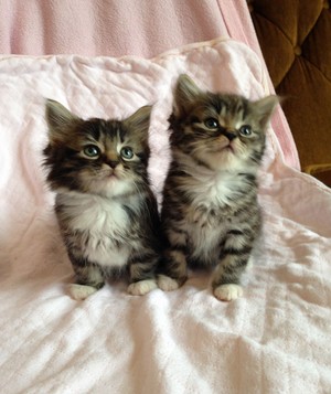  Two Adorable Kittebs