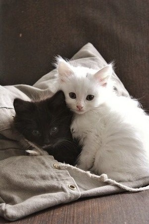 Two Adorable Kittens 