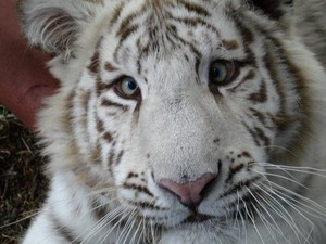  White Bengal Tiger