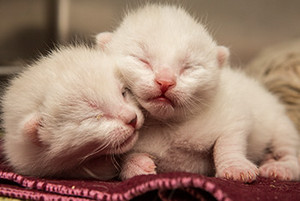  adorable kitties
