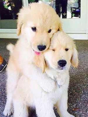 adorable puppies