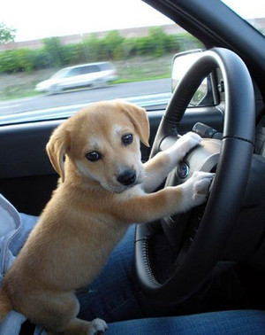 Uber puppy driver
