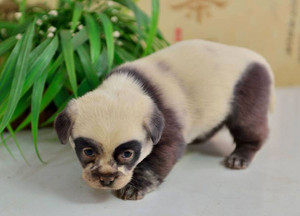  panda কুকুরছানা