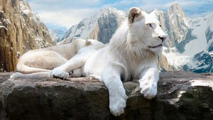  amazing white lion