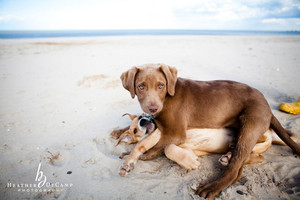  海滩 狗