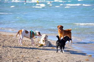  spiaggia Cani