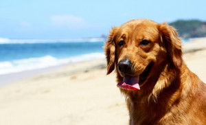  de praia, praia cachorros