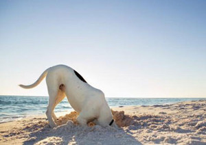  समुद्र तट कुत्ता