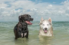 beach dogs