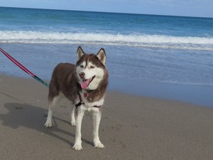  playa perros