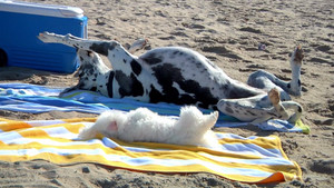  playa perros
