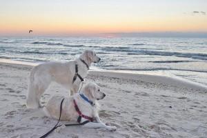  пляж, пляжный Собаки