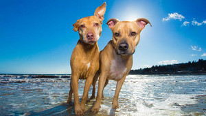 beach dogs