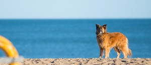  समुद्र तट कुत्ता
