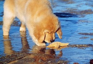  海滩 狗