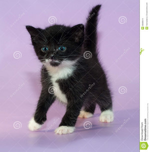  black and white बिल्ली के बच्चे