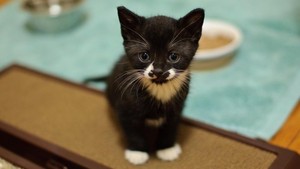  black and white kittens