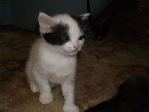  black and white gattini
