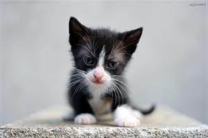  black and white बिल्ली के बच्चे