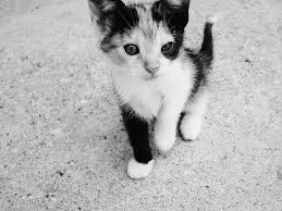  black and white 小猫