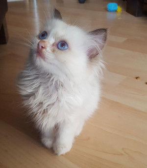 blue eyed kitties