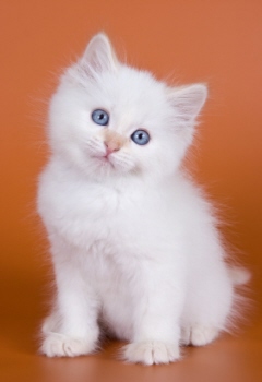 blue eyed kitties
