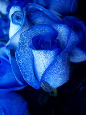  blue Ros