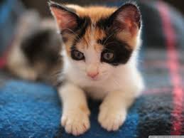  calico kittens