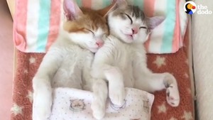  catnapping