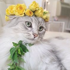 cats and crowns