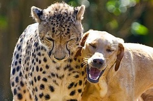  cheetah and canine buddy pic