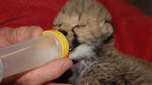  cheetah cub drinking from a bottle