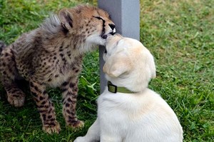  cheetah cubs and their canine buddy