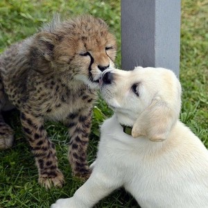 cheetah cubs and their canine buddy
