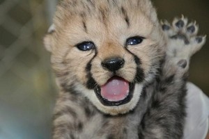  cheetah cubs