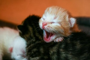 cozy little kittens