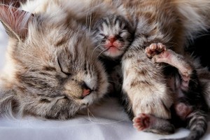  cozy little बिल्ली के बच्चे