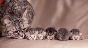  cozy little gatitos
