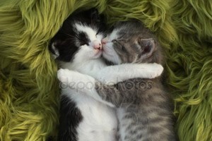  cozy little Kätzchen