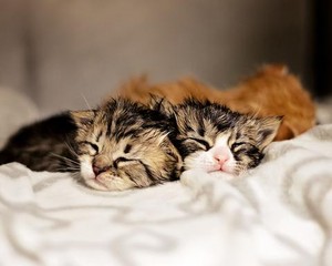  cozy little 子猫