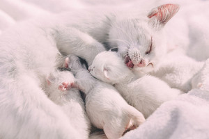  cozy little chatons