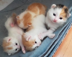  cozy little Kätzchen