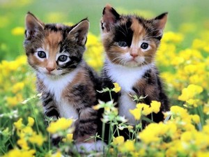  cute calico kitties