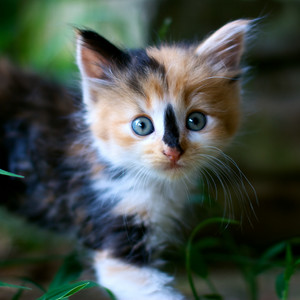cute calico kitties