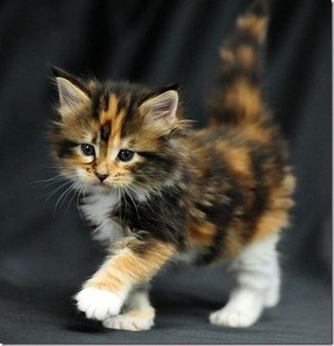  cute calico kitties