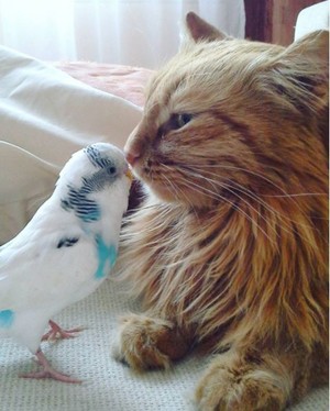  cute cat and bird buddy pic